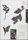 Foto von Salix glabra Scop.